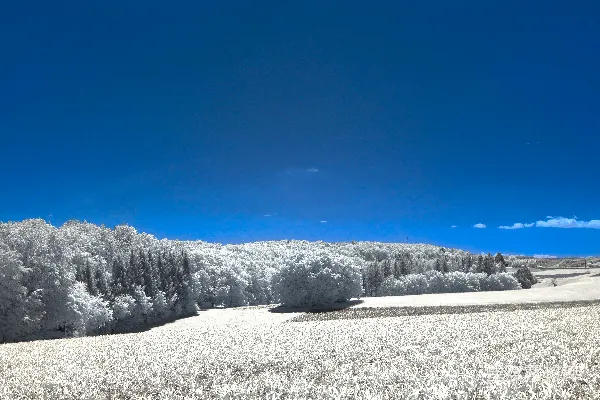 白天雪花覆盖的树木在蓝天之下