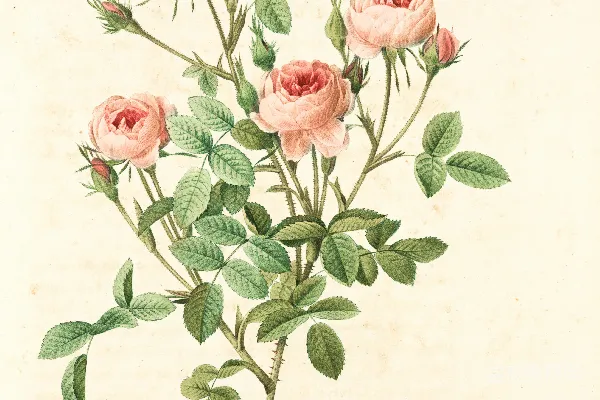 高清摄影 粉绿相间的花卉画