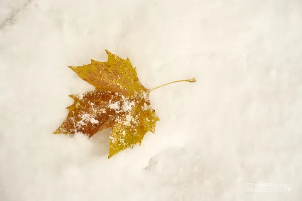 一片叶子覆盖在雪中，静卧在白色之上。