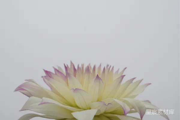 黄粉两色花朵的近景摄影