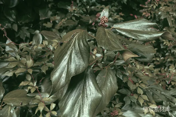 树上的一堆叶子