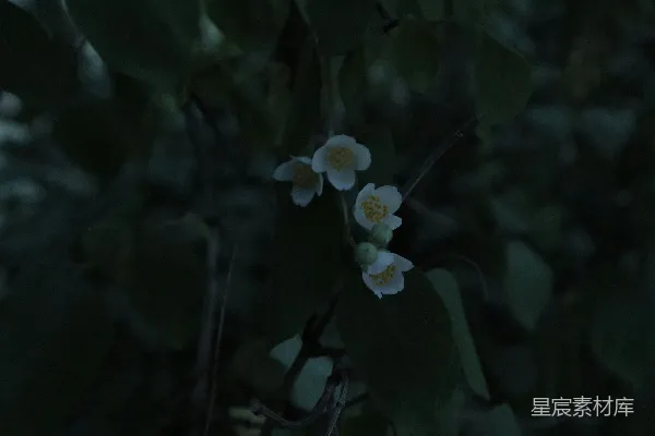 一棵树上长着一朵小白花。