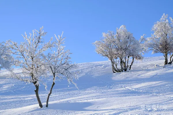一群站在雪中的树木