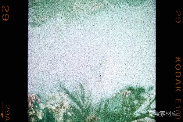 高清摄影 青白松树画