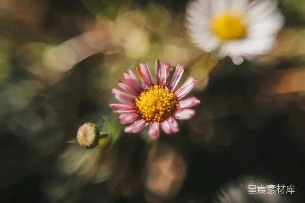 一朵花的特写镜头，背景模糊。