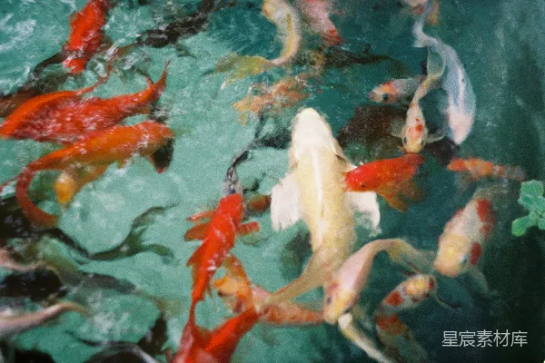 高清摄影 池塘中的锦鲤学校