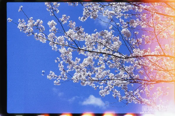 高清摄影 白天的白色樱花树
