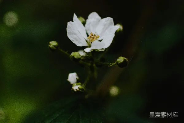 倾斜透视镜头下的白色花朵