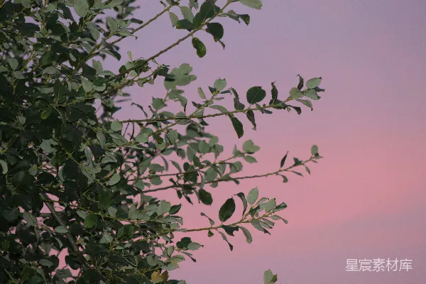 绿叶映衬着淡粉色的天空