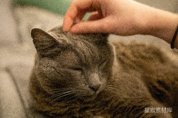 一个近距离拍摄的人正在抚摸一只猫