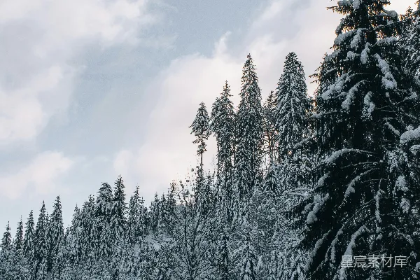 皑皑白雪中的树木挺立在阴云密布的天空下。