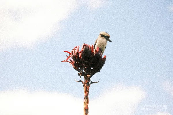 鸟栖息在一朵干枯的花苞上。