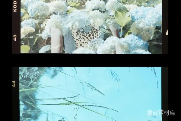 高清摄影 白花绿草中