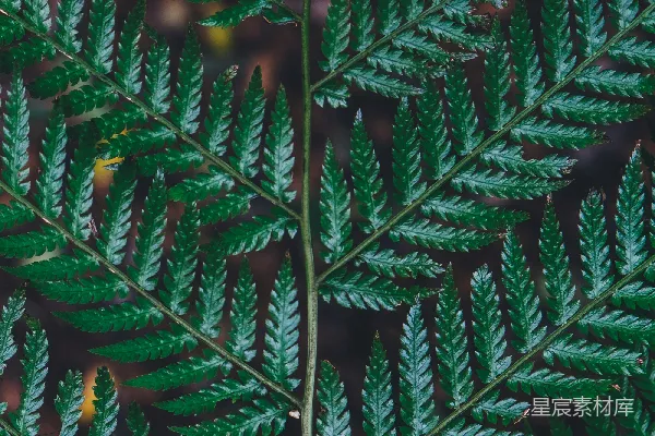 绿色植物的特写照片