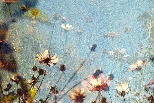 高清摄影 白花