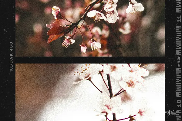 高清摄影 倾斜移轴镜头中的白色和红色花朵