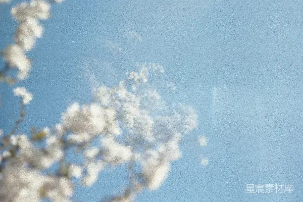 高清摄影 白瓣花