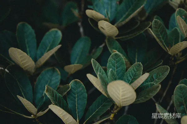 绿叶白花