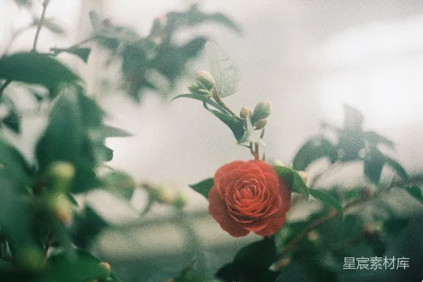 高清摄影 白天盛开的粉红色玫瑰花