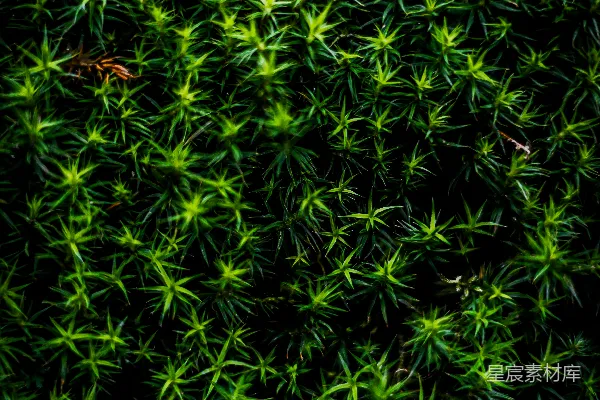 一个绿色植物的特写镜头
