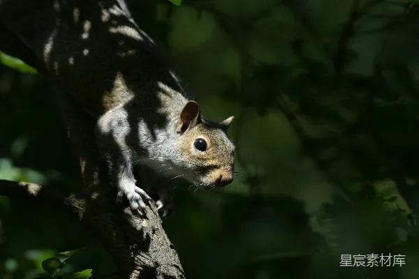 树干上一只坐在上面的老鼠quirrel