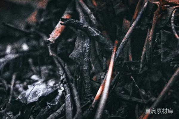 暗背景下干燥叶片和枝条的特写