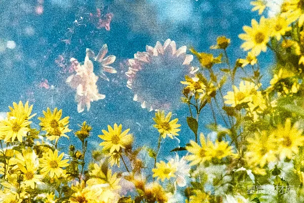 高清摄影 一片黄花地