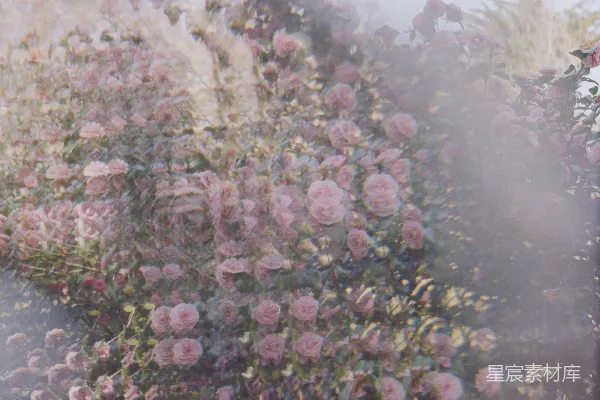 高清摄影 粉色的花朵