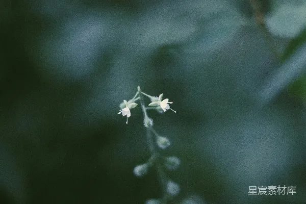 倾斜镜头下的白色花朵