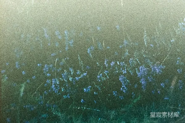 高清摄影 紫红色花瓣的花