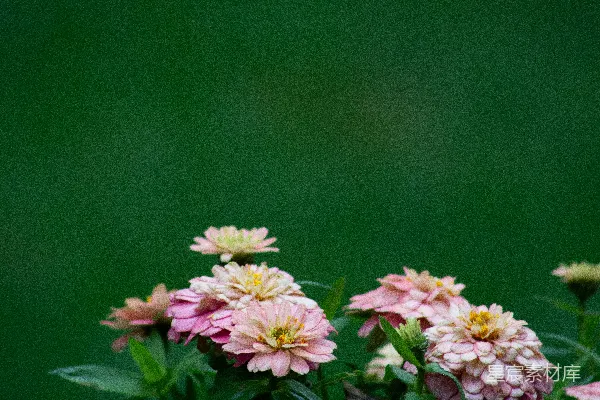 一 vase 内盛满了粉红色和白色的花朵。