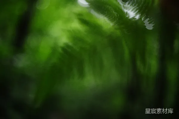 模糊的绿色 foliage 填充了画面。