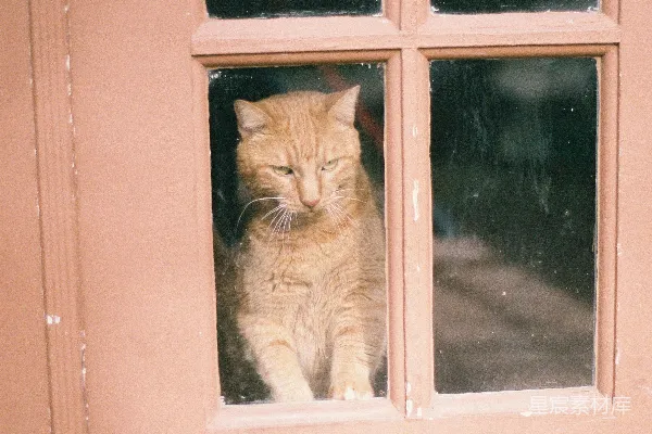 高清摄影 橙色虎斑猫在窗户上