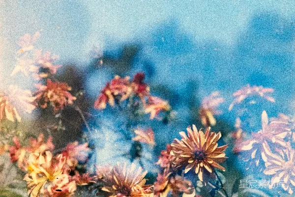 高清摄影 一簇橙色的花
