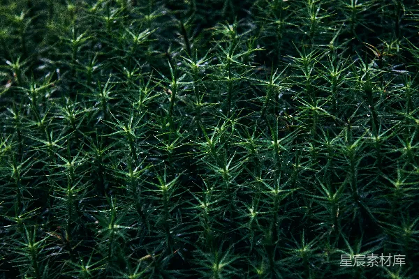 白天的绿草 fields