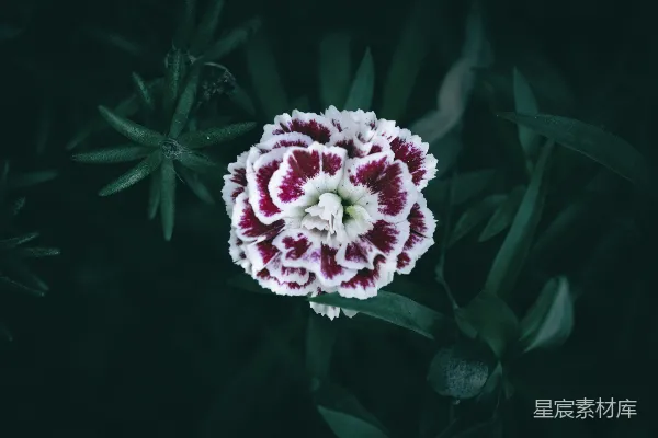 红白相间的花朵，绿色的叶子