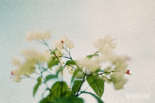 高清摄影 白红花朵在微移镜头中
