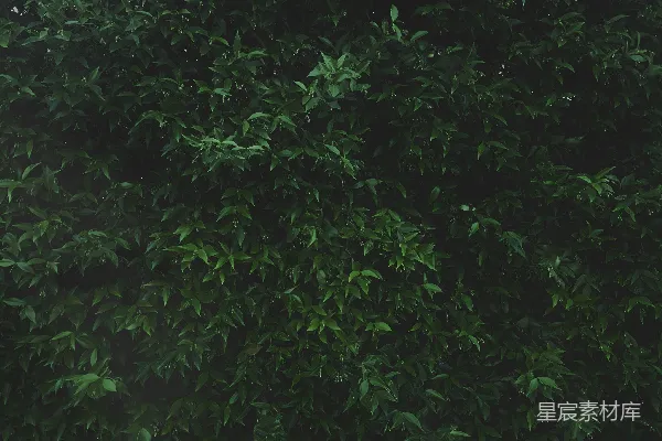 绿叶植物的特写照片