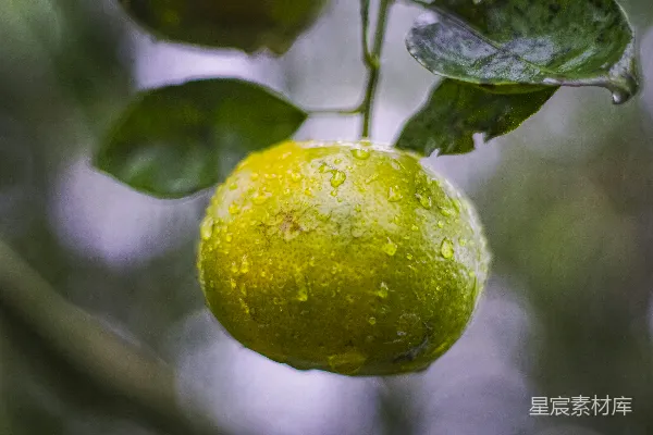 树上挂着的在雨中的绿果
