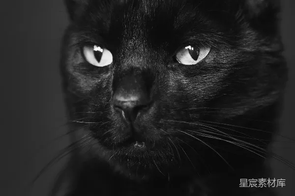 灰度中的黑猫