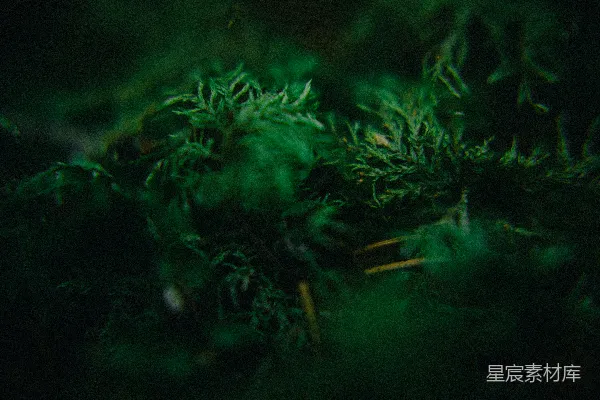 青翠的苔藓和植被覆盖着地面。