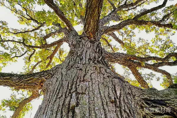 一棵非常高的树上有许多叶子。