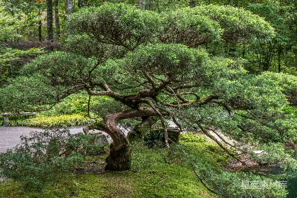 白天绿树下的绿色草地上