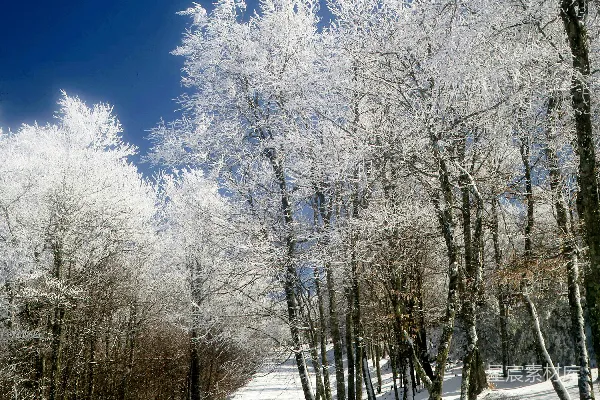 白天雪覆盖的树木在蓝天之下
