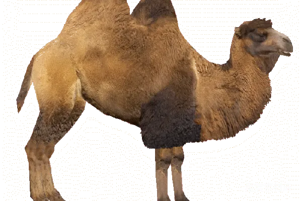 元素素材 骆驼