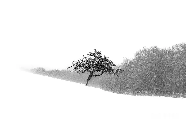 雪地中一棵孤立的树