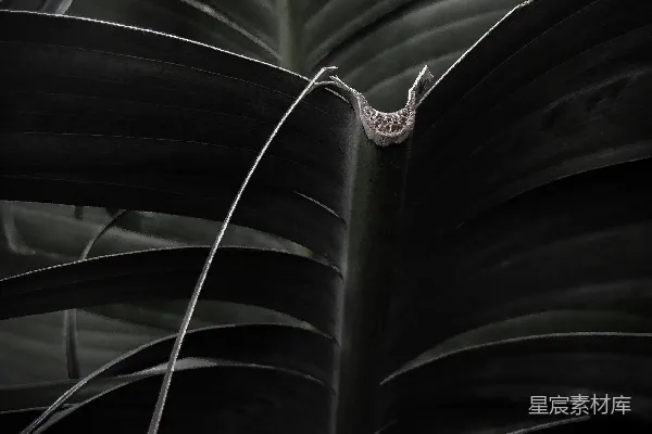 白天绿色植物进行光合作用