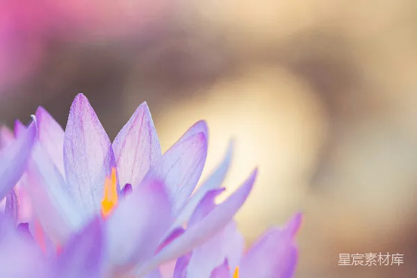 紫罗兰在阳光下beautifully绽放。
