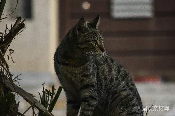 一只猫坐在地上旁边的一盆植物上