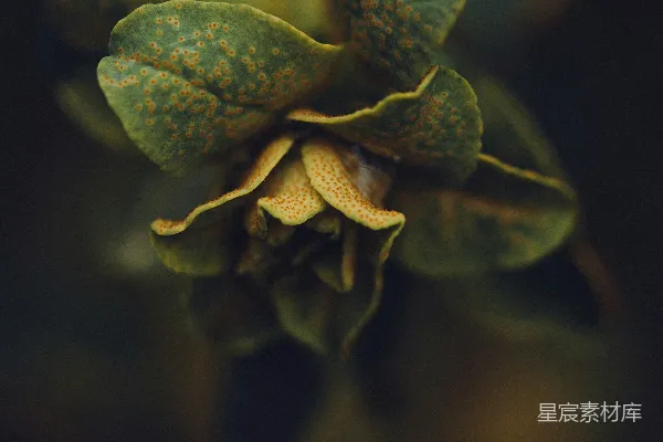 一朵花的特写镜头，带有绿色叶子